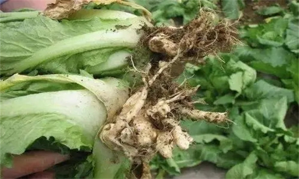 如何防治大白菜根肿病，其发生原因是什么？