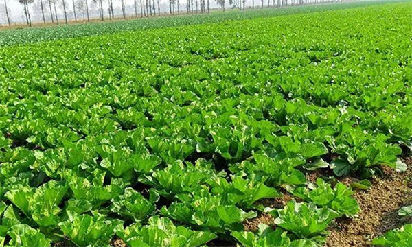 “三伏天”种大白菜好不好？