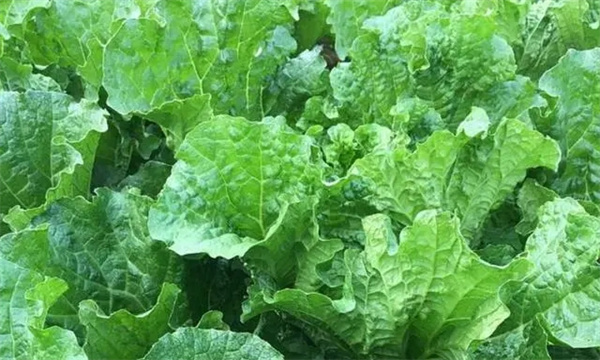 秋季大白菜生产有哪三大误区？