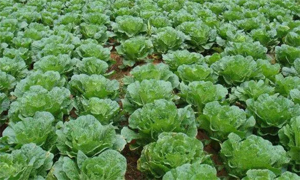 大白菜结球期水肥管理技术要点