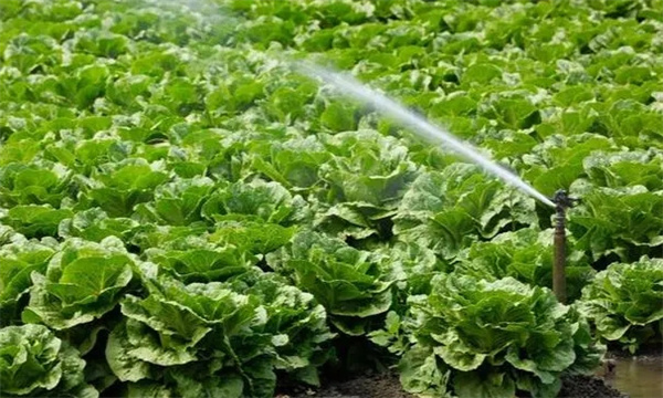 大白菜结球期水肥管理技术要点
