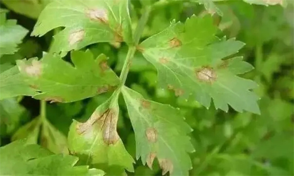 芹菜叶斑病的发病原因 如何防治 用什么药防治