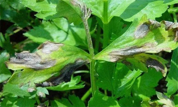 芹菜叶斑病的发病原因 如何防治 用什么药防治