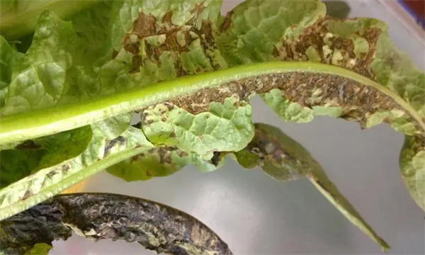 莴苣菌核病的症状特点与防治方法