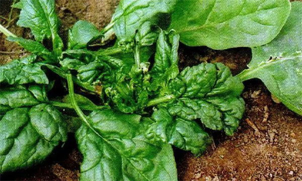菠菜病毒病的危害症状、传播途径与发病原因