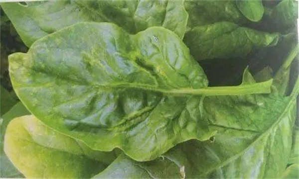 菠菜病毒病的危害症状、传播途径与发病原因