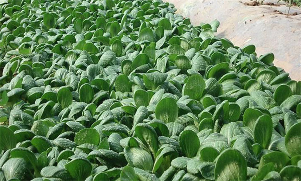 油菜春露地栽培技术要点是什么？