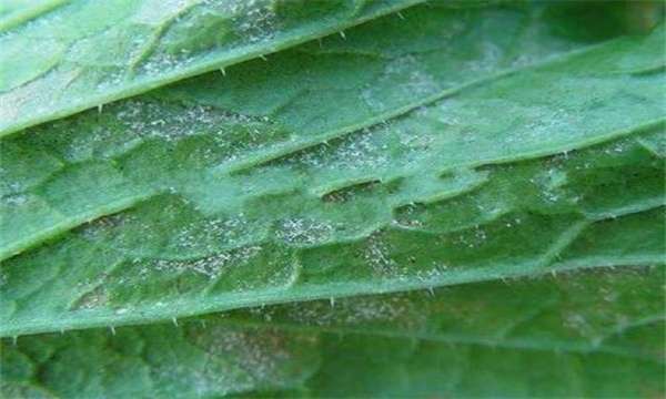 大白菜病虫害的防治及预防 、治疗方法