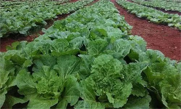 大白菜四季种植技术要点和方法