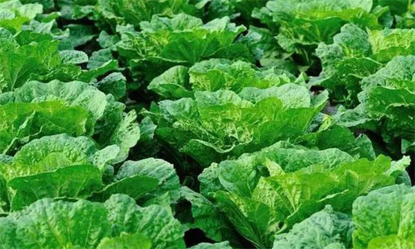 大白菜四季种植技术要点和方法