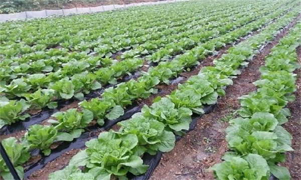 夏播大白菜播种时间 夏播大白菜栽培要点简介