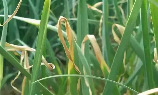 韭菜常见病有哪些，如何防治？