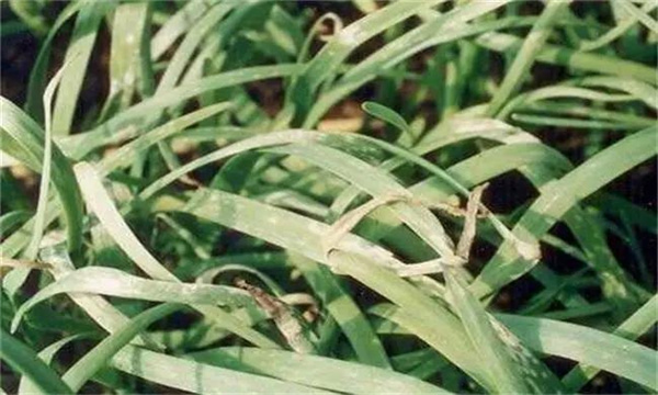 韭菜灰霉病发病症状和防治方法