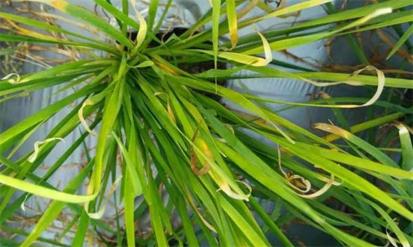 如何防治韭菜叶枯病，有哪些发病症状？