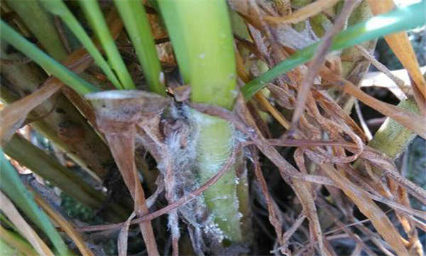 怎样防治韭菜白绢病？