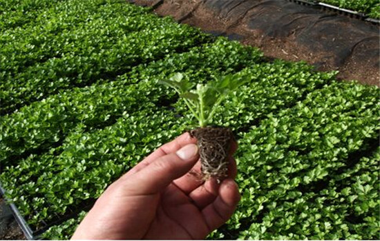 芹菜栽培技术要点：如何育苗、定植与田间管理