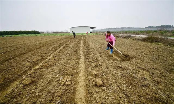 春季大白菜播种育苗方法