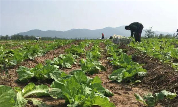 春播大白菜的定植时间、方法与定植密度要求