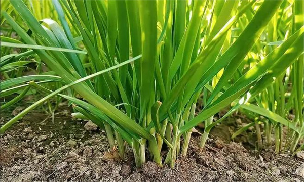 韭菜秋季管理如何养根？