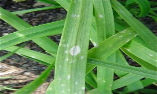 韭菜灰霉病的表现症状、发病规律与防治方法 韭菜灰霉病的表现症状、发病规律与防治方法