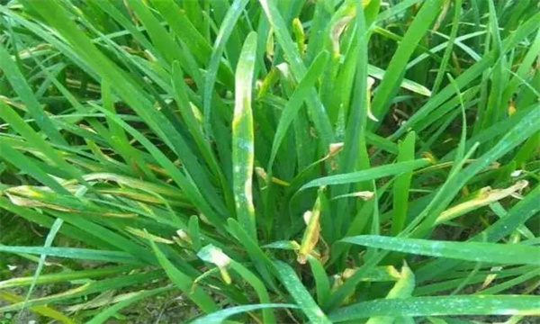 韭菜灰霉病的表现症状、发病规律与防治方法 韭菜灰霉病的表现症状、发病规律与防治方法