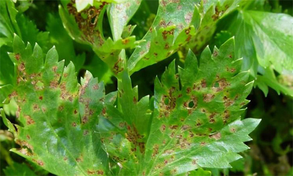 芹菜斑枯病病状类型 芹菜斑枯病的防治方法