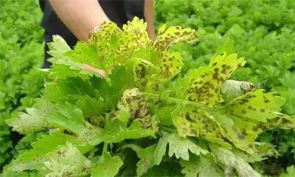 芹菜斑枯病病状类型 芹菜斑枯病的防治方法