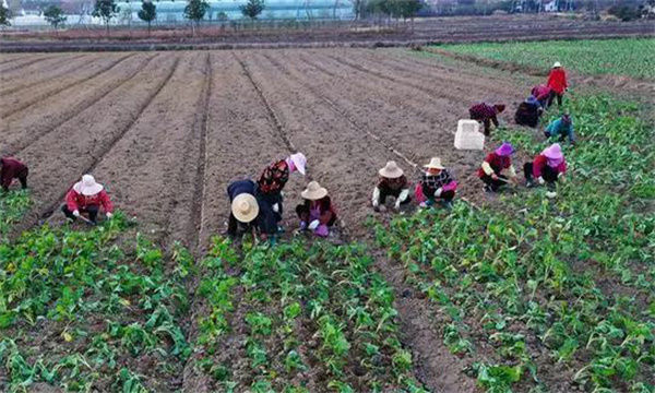 油菜日光温室早春、秋延迟栽培技术要点有哪些
