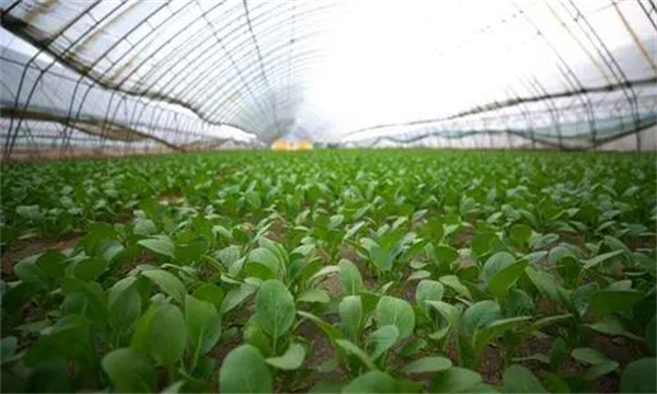 油菜日光温室冬季栽培技术要点是什么？