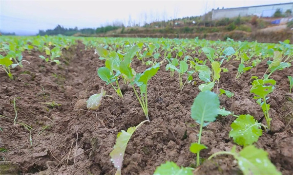 油菜菜秧有哪些栽培特点？