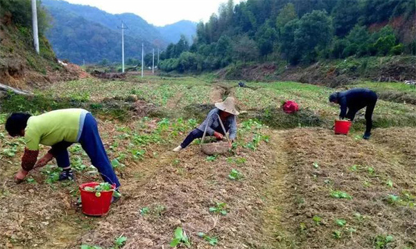 油菜移栽要注意哪些问题 移栽后为什么烂根死苗