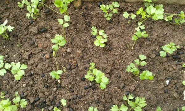 怎样用小拱棚种植芹菜，有哪些技术技巧？