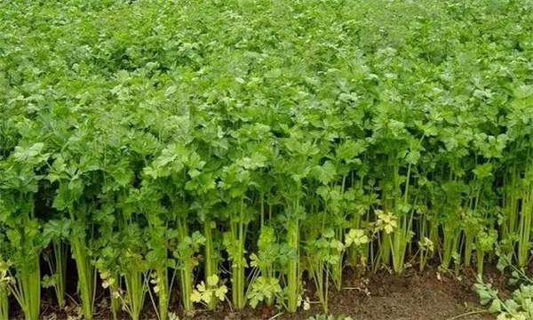 秋芹菜管理要点 秋芹菜后期管理要注意哪些问题