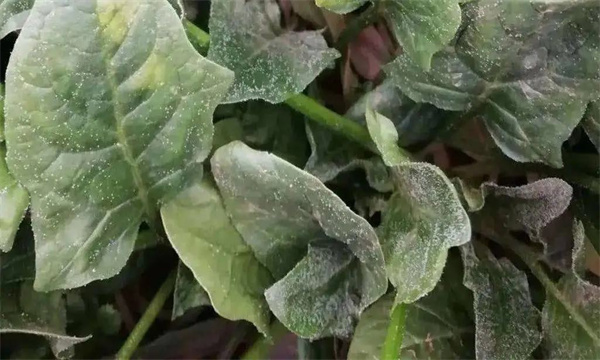 菠菜霜霉病的症状表现、传播途径和防治方法