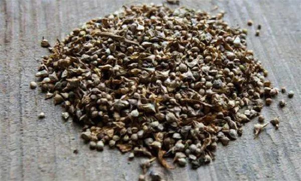 如何确定菠菜播种与栽培时间 怎样处理菠菜种子