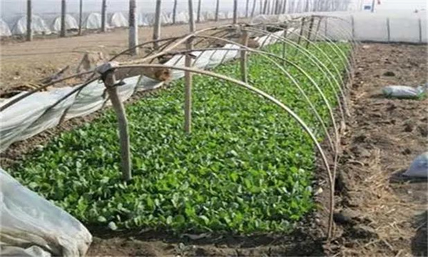 春甘蓝应该如何种植才能高产？