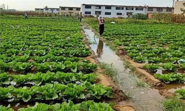 大棚大白菜浇水的禁忌有哪些 需注意哪些问题？