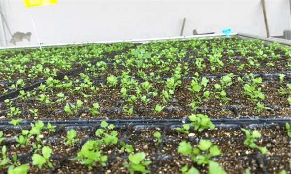 怎样种好春芹菜？温室春芹菜栽培要点有哪些？
