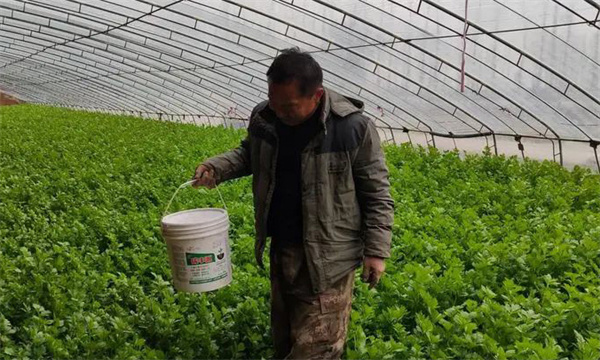 芹菜高产如何施肥？