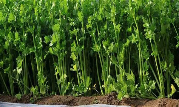种植芹菜选择什么品种 夏天播种的芹菜品种有哪