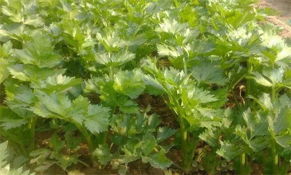 夏芹菜怎样管理才能高产？