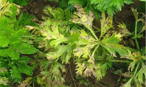 如何防治芹菜叶枯病？
