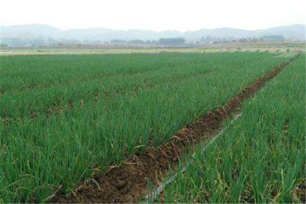 细香葱种植技术要点:关键在于施肥 细香葱种植技术要点:关键在于施肥