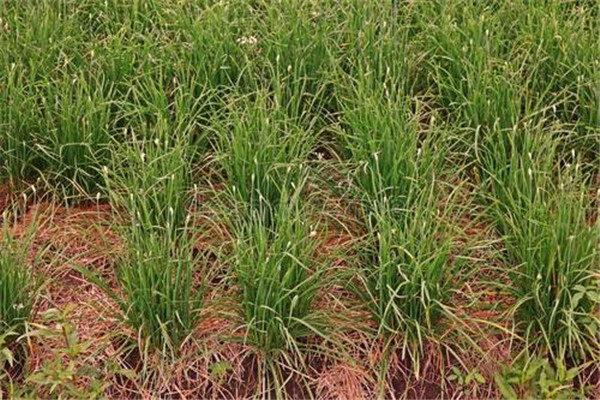 细香葱种植技术要点:关键在于施肥 细香葱种植技术要点:关键在于施肥