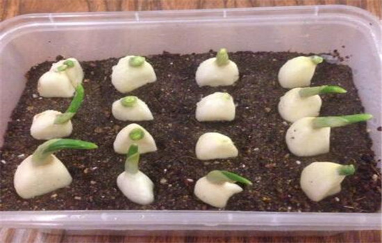 蒜黄的种植要点：播种前如何选择和处理蒜种？