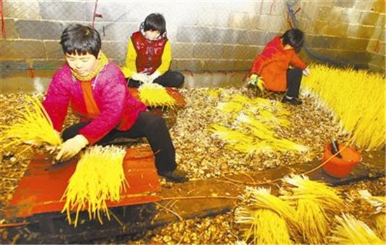 蒜黄的种植要点：播种前如何选择和处理蒜种？