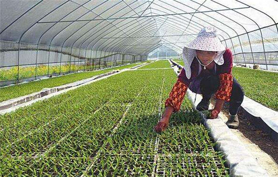辣椒的栽培季节与具体种植步骤