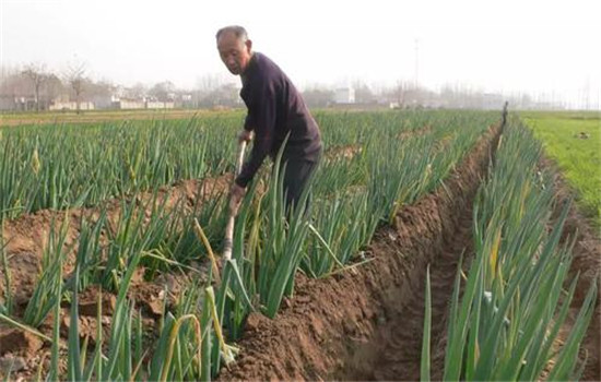 大葱种植时间和种植方法介绍