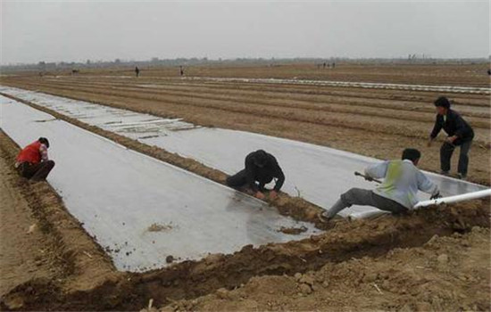 大蒜的栽培时间、播种方法与田间管理要点 大蒜的栽培时间、播种方法与田间管理要点