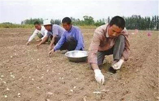 大蒜的栽培时间、播种方法与田间管理要点 大蒜的栽培时间、播种方法与田间管理要点
